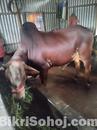 দেশি গরু